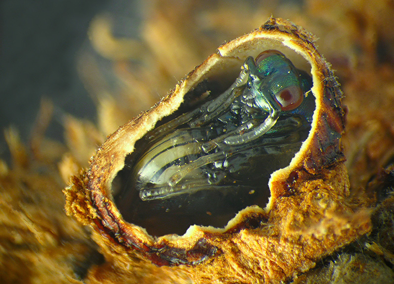 Cynips caputmedusae con parassitoide Ormyridae